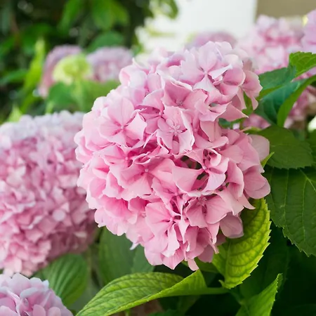 Vila View Collection