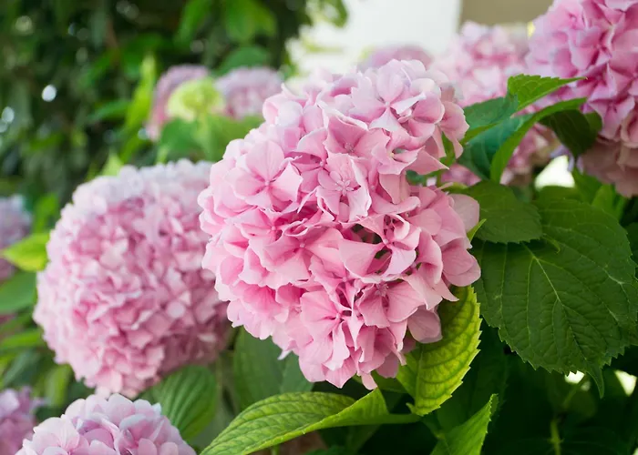 Vila View Collection